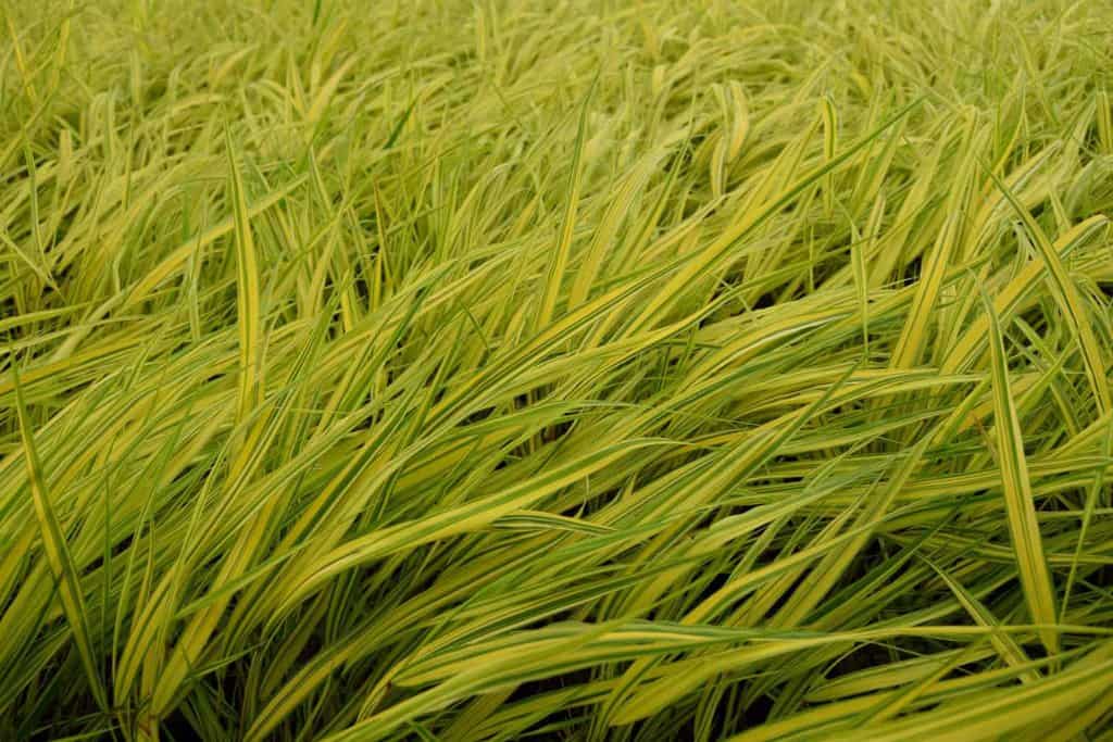 Hakonechloa macra 'Aureola' ---